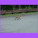 Fox Or Dingo.jpg